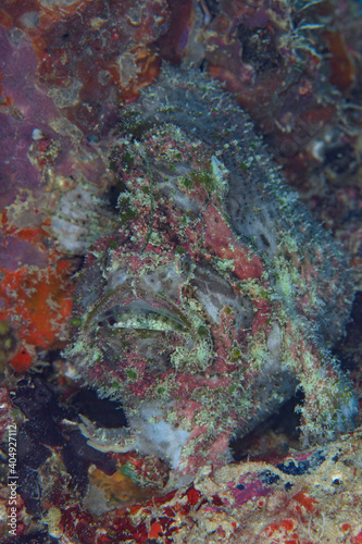 Clorful 3 Spot fogfish aka marble mouth frogfish - Lophiocharon lithinostomus