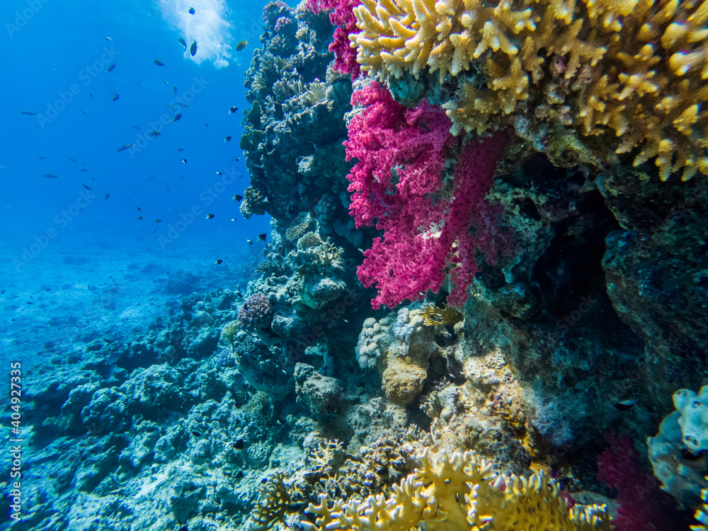 Naklejka premium colorful corals and exotic fishes at the bottom of the red sea. beautiful natural summer background