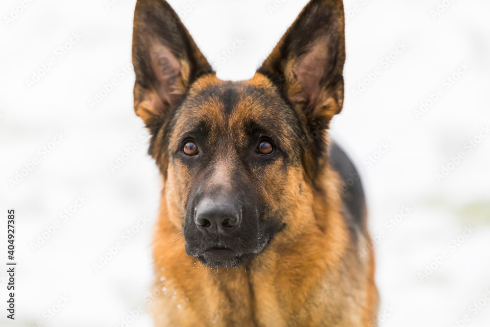 German Shepherd dog performs the commands of the owner