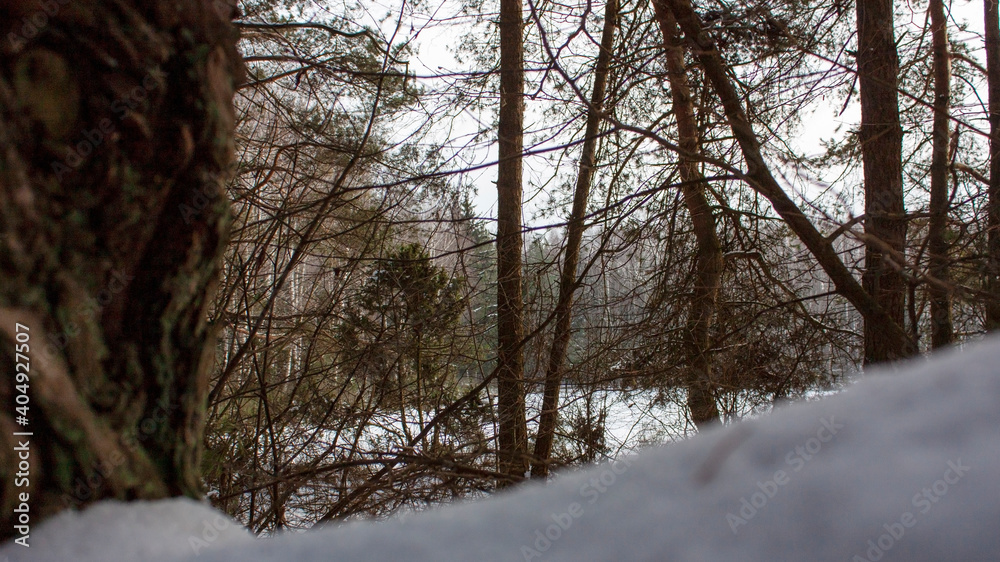 Winter forest landscape as framed through a curved tree branch. Winter forest landscape as framed through a curved tree branch.