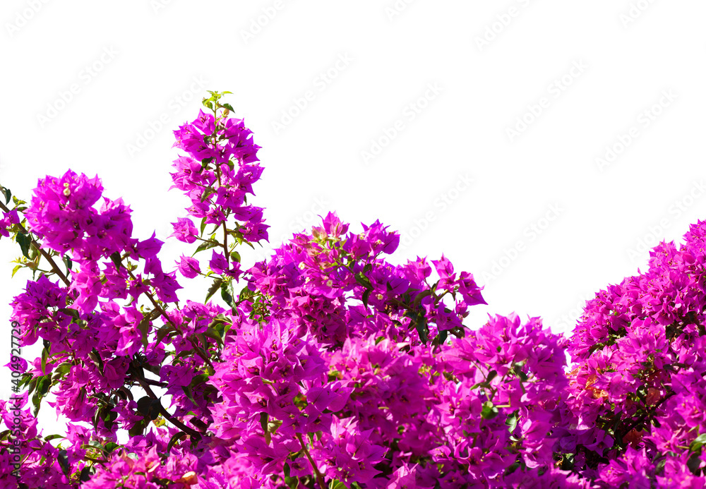 Fototapeta premium Fragment of lush Bougainvillea tree in full bloom isolated on white background. Selective focus.