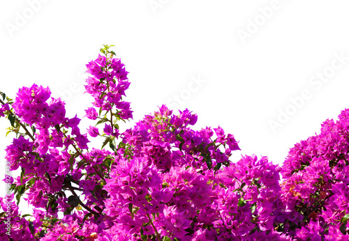  Fragment of lush Bougainvillea tree in full bloom isolated on white background. Selective focus. photo