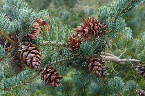 Cleary japanese white pine (Pinus parviflora 'Cleary') photo