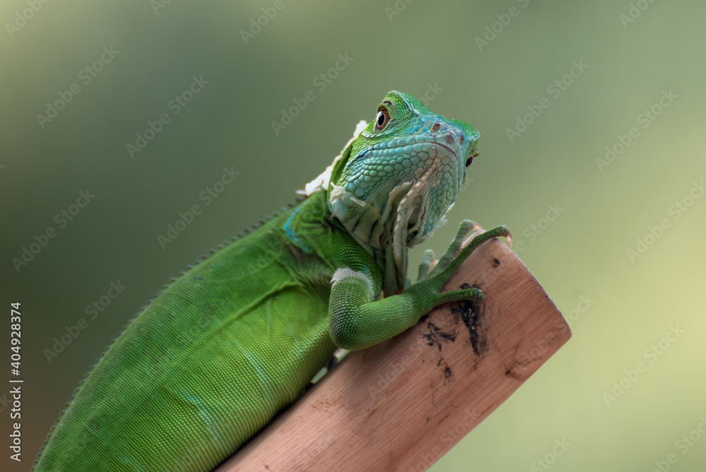 Fototapeta premium Green iguana on the tree branch