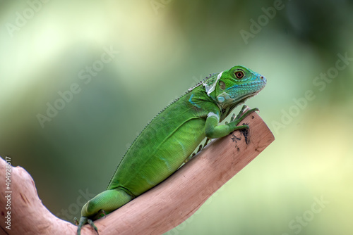 Green iguana on the tree branch