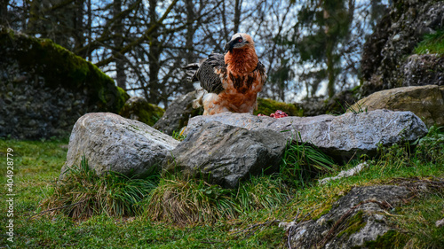 Endangered specie - a bearded vulture eating a piece of meat on top of some rocks. 