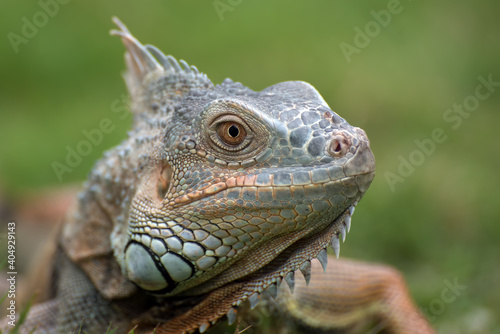 Close up portrait of common iguana