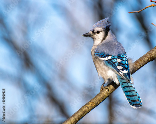 Canvas Print Perched Blue Jay