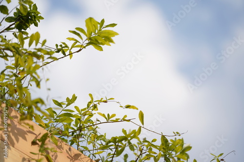 close up to little tree on the wood pot with blur open blue sky and cloud for nature background.