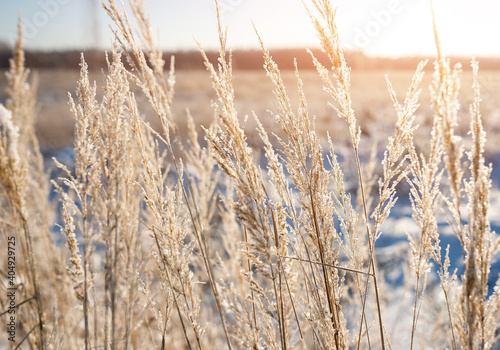 Frozen spikelets on a snowy winter wheat field