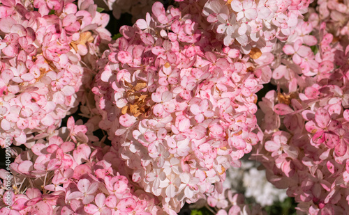 Fototapeta Naklejka Na Ścianę i Meble -  white and pink hydrangea flowers in the garden