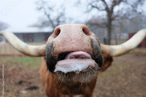 Funny Texas longhorn cow with slobber close up from wide angle.