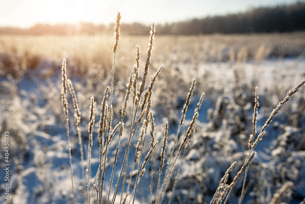 Fototapeta premium Frozen spikelets on a snowy winter wheat field