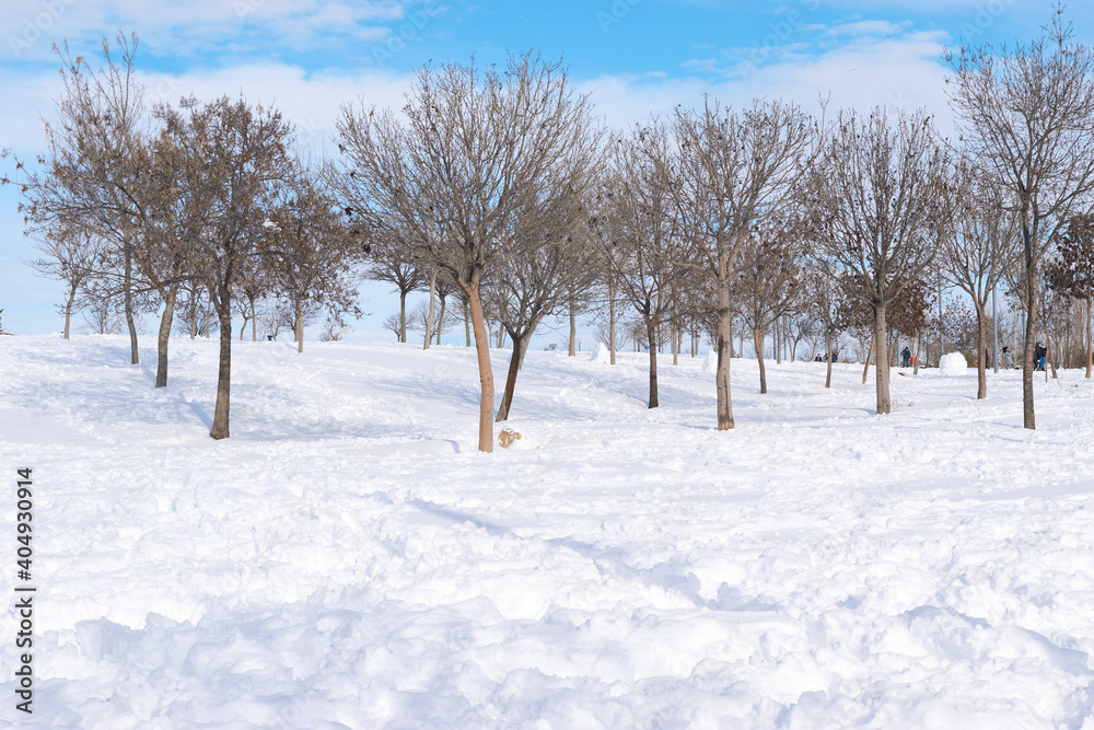 Winter landscape with tree and clean, white snow. Winter landscape with tree and clean, white snow.