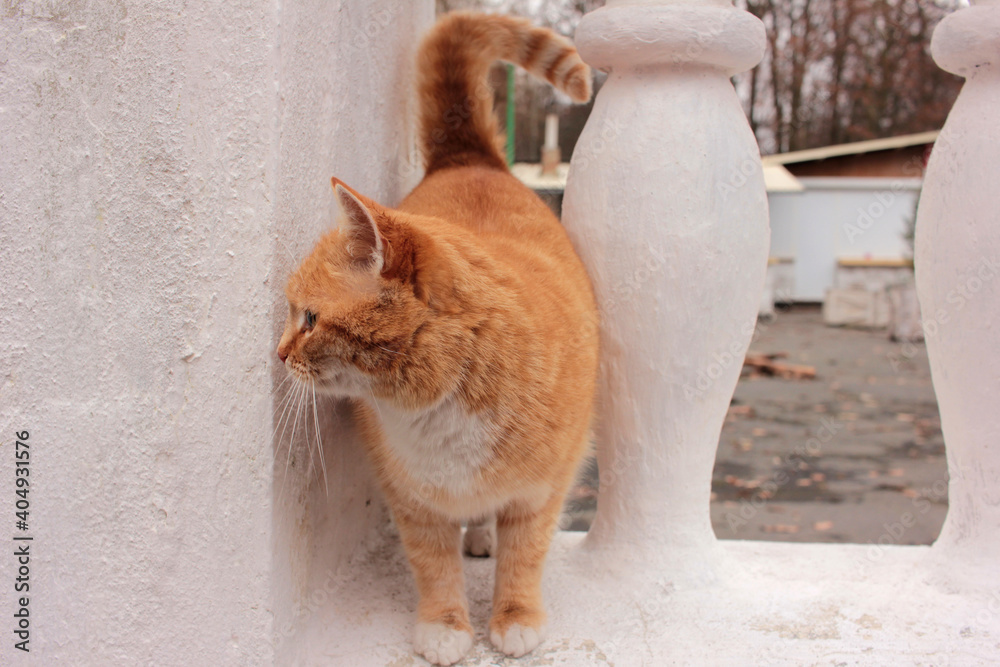 Red stray cat on the city street. Abandoned animals problem Red stray cat on the city street. Abandoned animals problem
