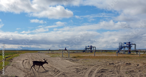 A small deer grazes among gas wells. Tundra of Siberia. Ecology