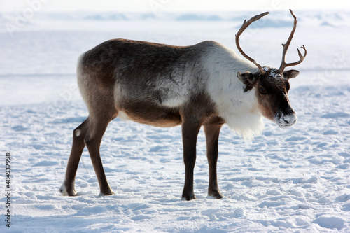 Beautiful and noble deer of Santa Claus. Tundra Sweden