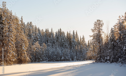 Winter in the wildwood. © Grigoriy