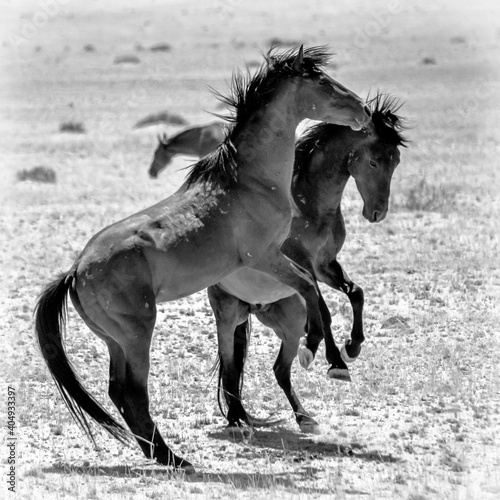 Zwei wilde Pferde in der W  ste nahe Aus  Namibia