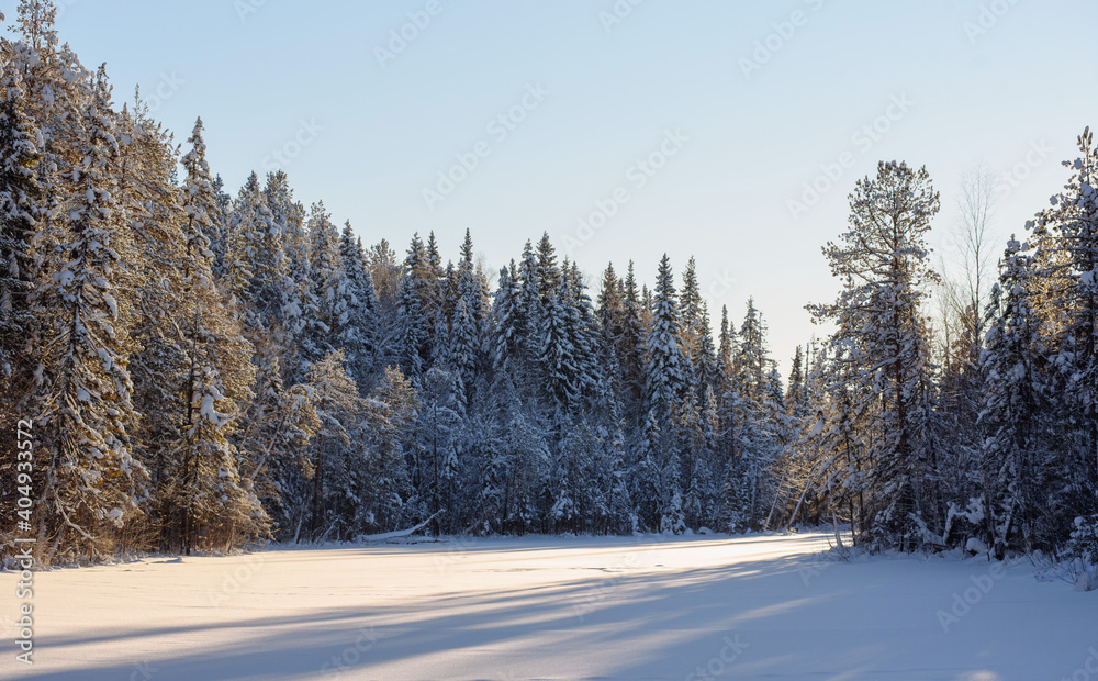 Winter in the wildwood. Winter in the wildwood.