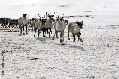 Fototapeta Naklejka Na Ścianę i Meble -  Running deer. Spring in the Arctic