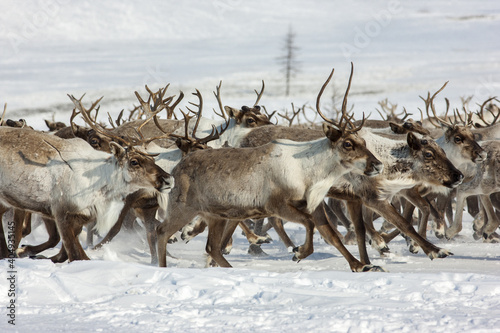 A herd of deer passes through a snowfield