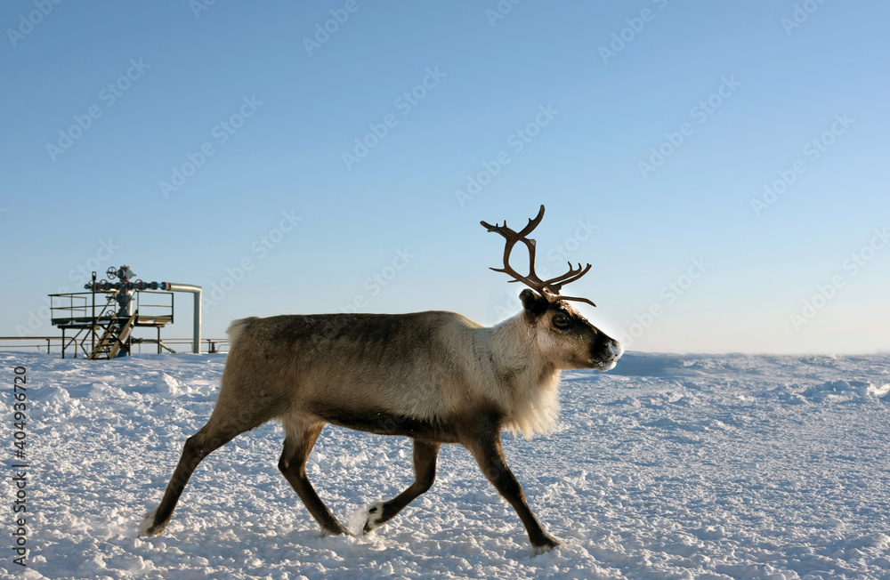 Deer among gas wells Deer among gas wells