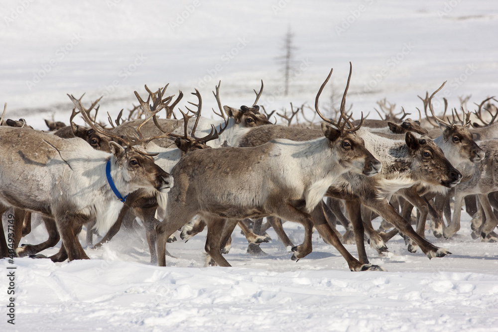Racing a herd of reindeer Racing a herd of reindeer