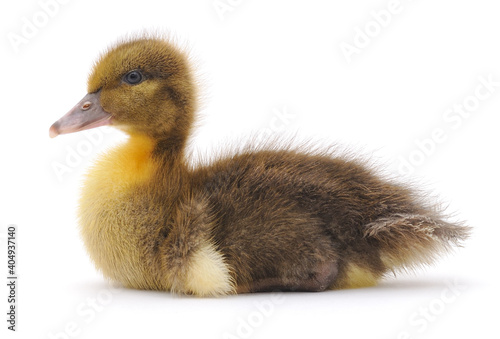 One brown duckling.