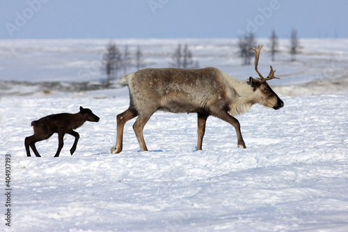 Fotografie Black calf, reindeer