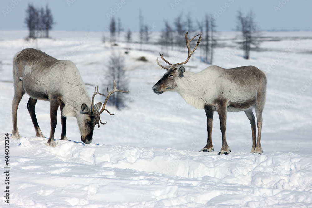 Two loving deer Two loving deer