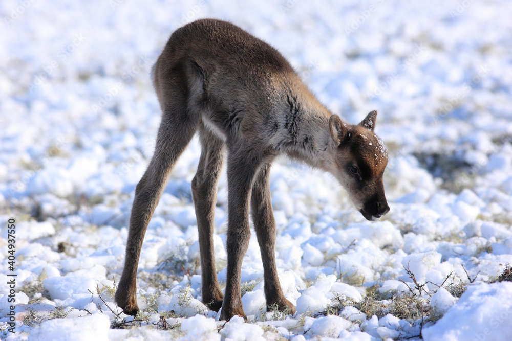Little Reindeer Little Reindeer