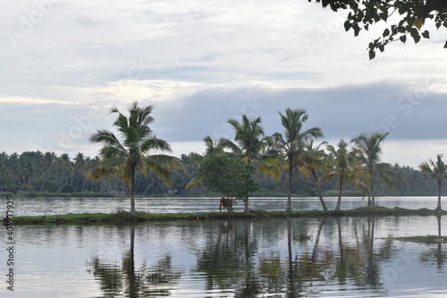 kerala backwater with coconut trees © manoj