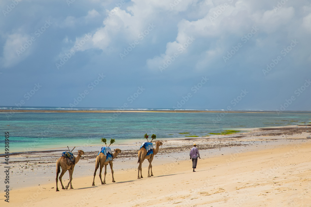 African drover leads his camels along the ocean African drover leads his camels along the ocean