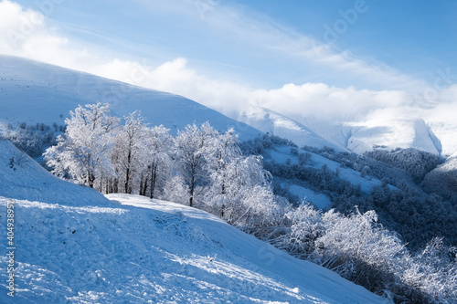 Winter landscape in the daytime. The forest and mountains under the snow. Snowy backgrounds. Snowy weather and snowfall. Clear blue sky.