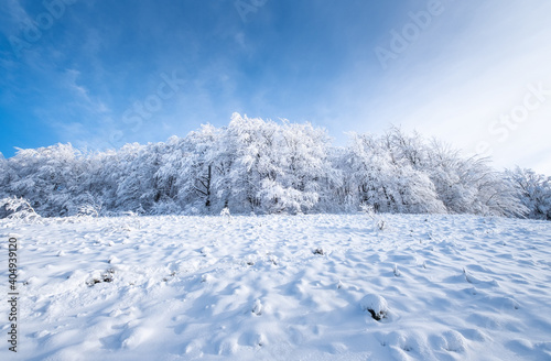 Winter landscape in the daytime. The forest and mountains under the snow. Snowy backgrounds. Snowy weather and snowfall. Clear blue sky.