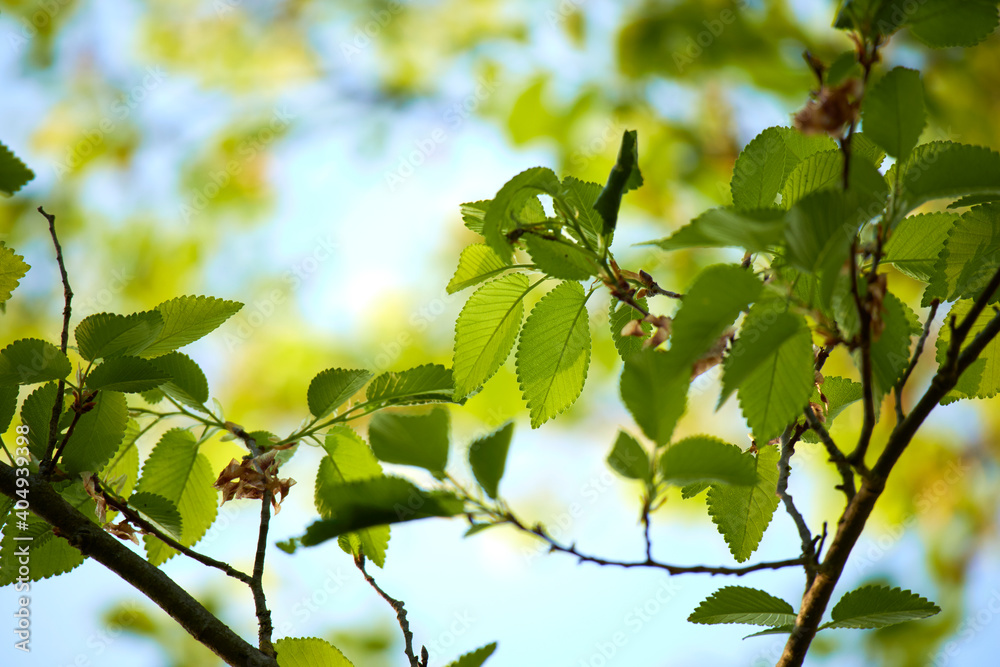 spring tree with green leaves spring tree with green leaves