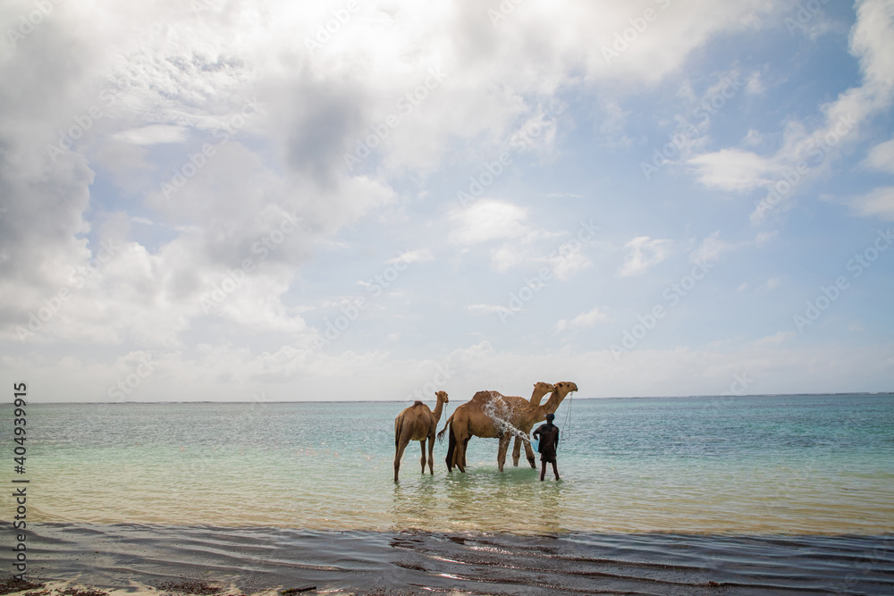 African camel driver bathes his three camels in the ocean African camel driver bathes his three camels in the ocean