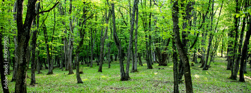 banner of green forest summer nature background