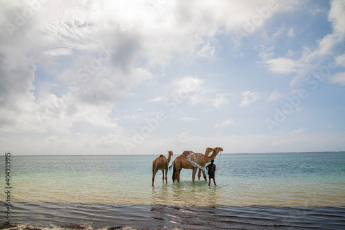 African camel driver bathes his  three camels in the ocean © Elena