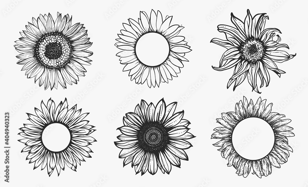 Sketch of sunflower set. Hand drawn outline. Vector illustration.