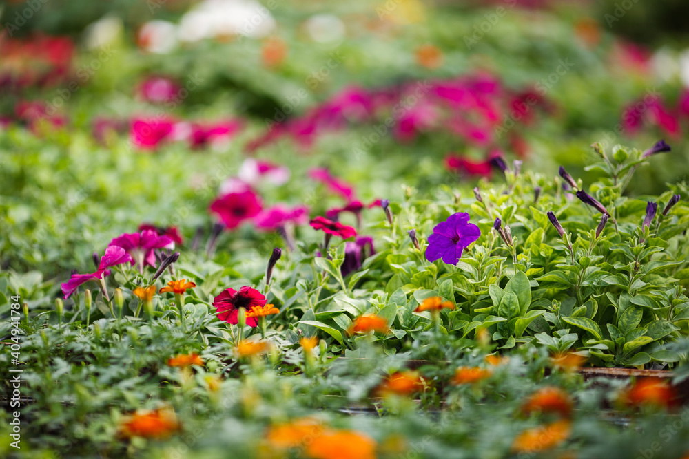 Field of colorful multicolored natural flowers and green leaves