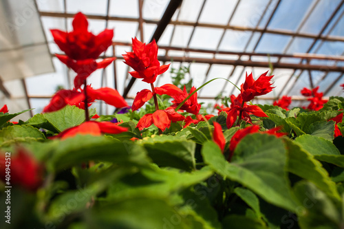 Unusual bright red flowers with green leaves in a greenhouse