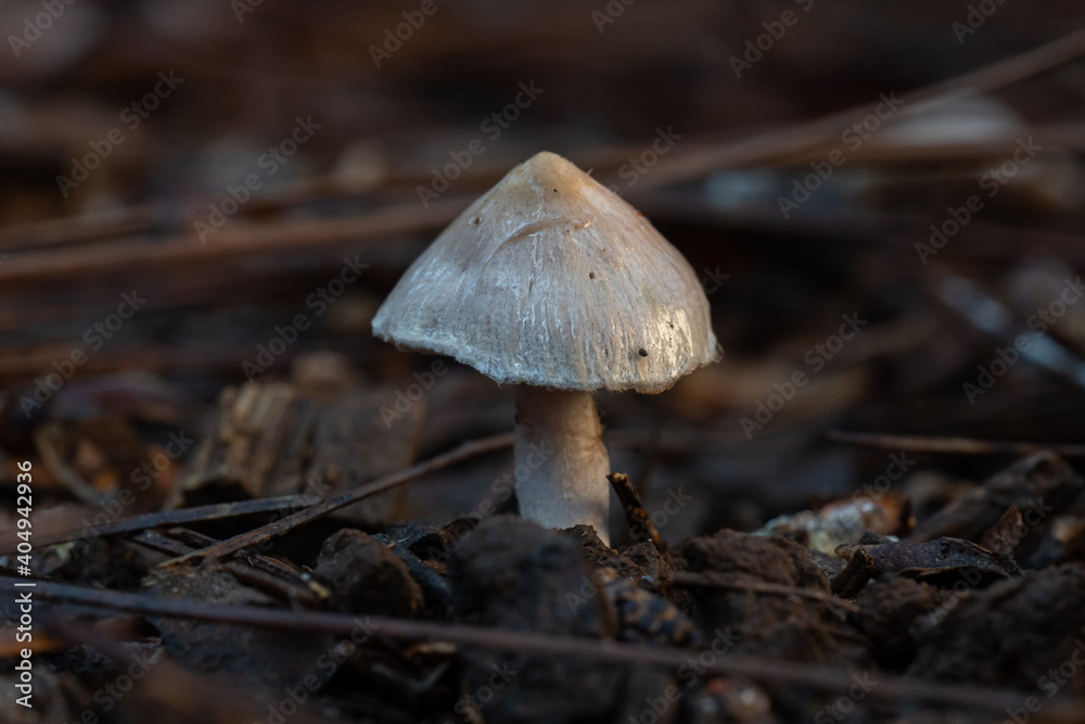 mushrooms in the green forest in winter mushrooms in the green forest in winter