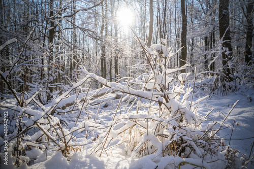 Wallpaper Mural The sun is shining between frozen tree branches. Winter landscape in the woods. Torontodigital.ca