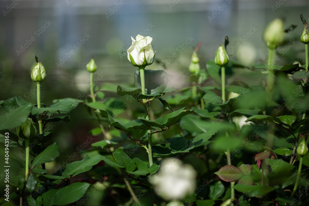 Bushes of beautiful live white roses Bushes of beautiful live white roses
