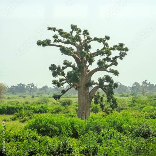 baobab in a natural park of Senegal of Africa