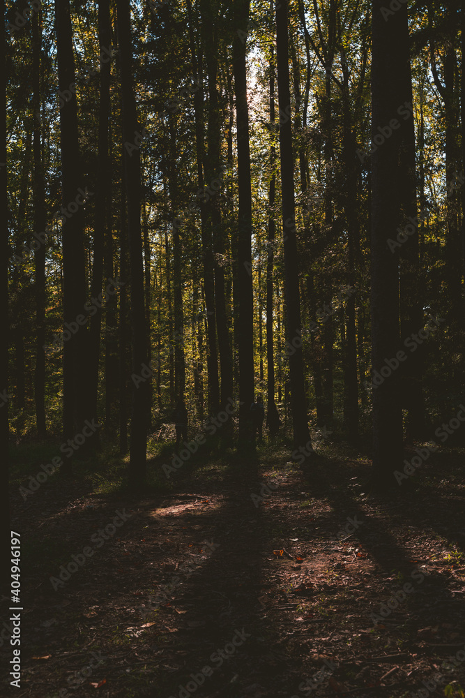 Obraz premium Tree Shadows