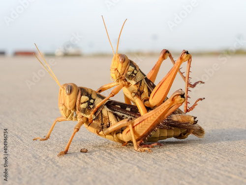 Caelifera or grasshopper standing on the ground