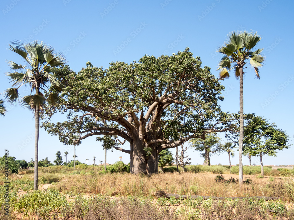 Giant baobabs from the Bandia nature reserve in Senegal Giant baobabs from the Bandia nature reserve in Senegal
